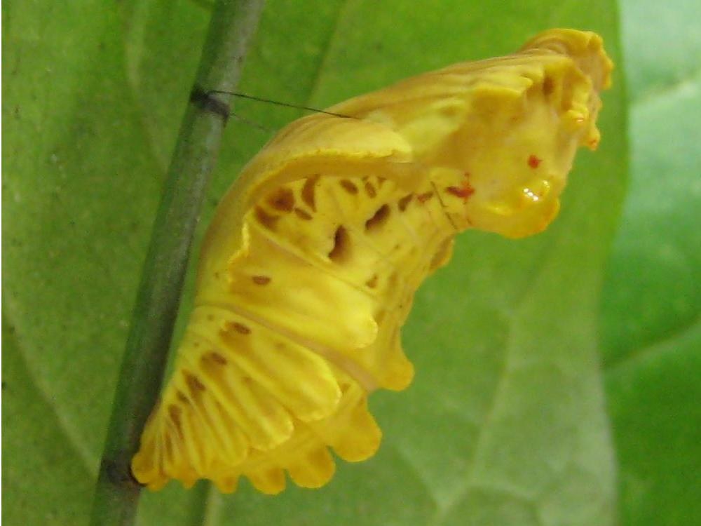 ジャコウアゲハの蛹(お菊虫と同種)。Haar/YuNet/MediaPipe いずれも顔を検出せず